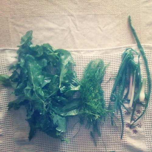 Щавель. Укроп. Лук. #gardening #organic
