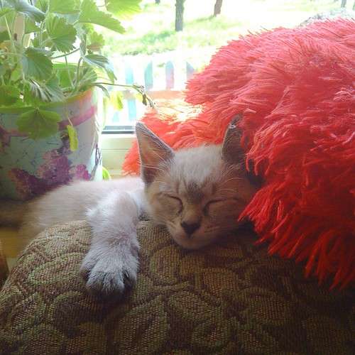 Нарцисса, или сокращенно Цисси #мимими #котенок #котик