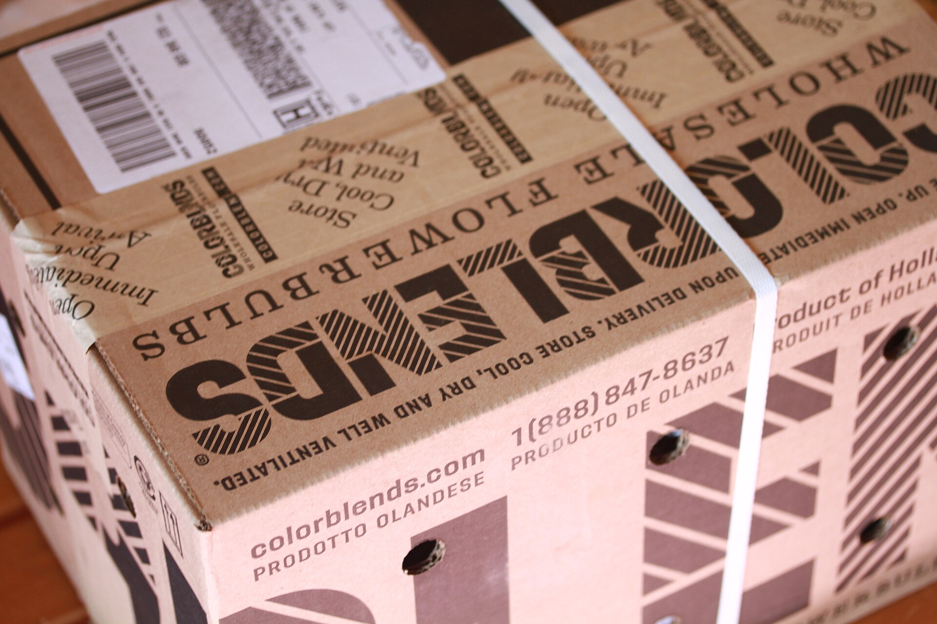 possibilities! Colorblends wholesale flower bulbs cardboard box