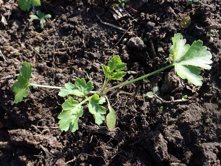 Petroselinum crispum 'Gigante d'Italia' seedling. Allotment garden in Szczecin, West Pomeranian Voivodeship, Poland.