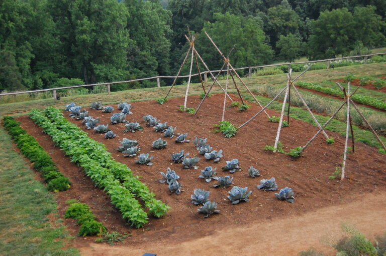 vegetable garden, detail