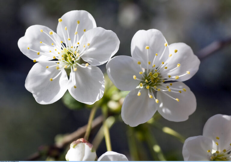 Цветущая вишня (Blooming cherry)