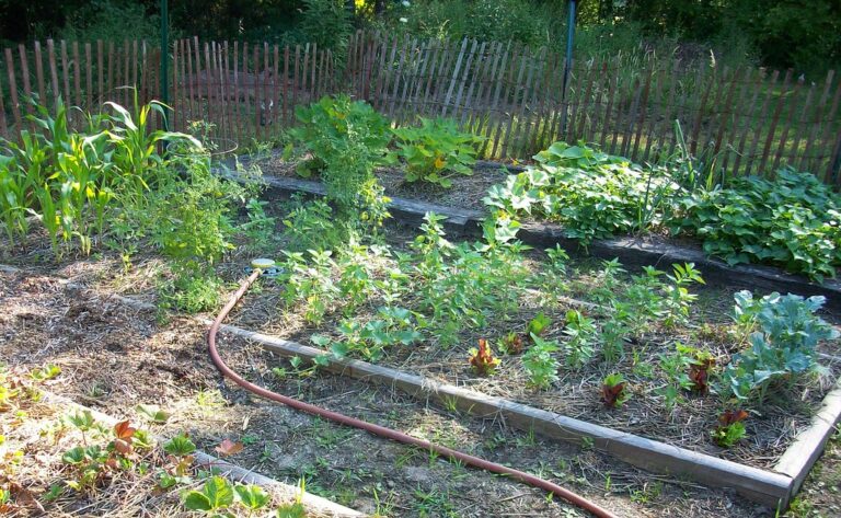 Vegetable Garden