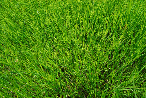 I see grass of green