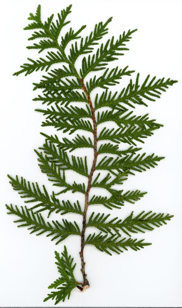 Thuja. Foliage adaxial side. Herbarium of the city Elektrostal Moscow Oblast, 2020 year. Created by scanography. Collection D.Makeev. Scale 1 unit = 1 mm. These are original colors. Please do not make edit.