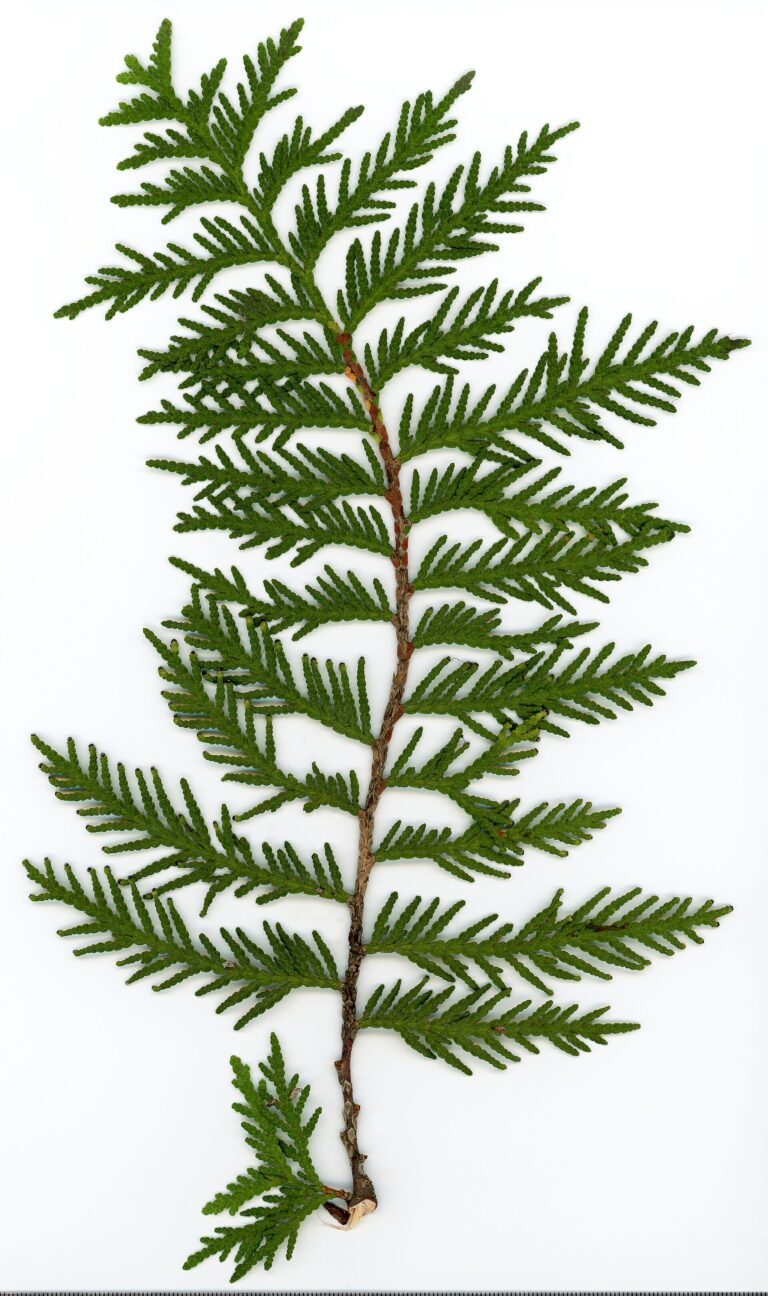 Thuja. Foliage adaxial side. Herbarium of the city Elektrostal Moscow Oblast, 2020 year. Created by scanography. Collection D.Makeev. Scale 1 unit = 1 mm. These are original colors. Please do not make edit.