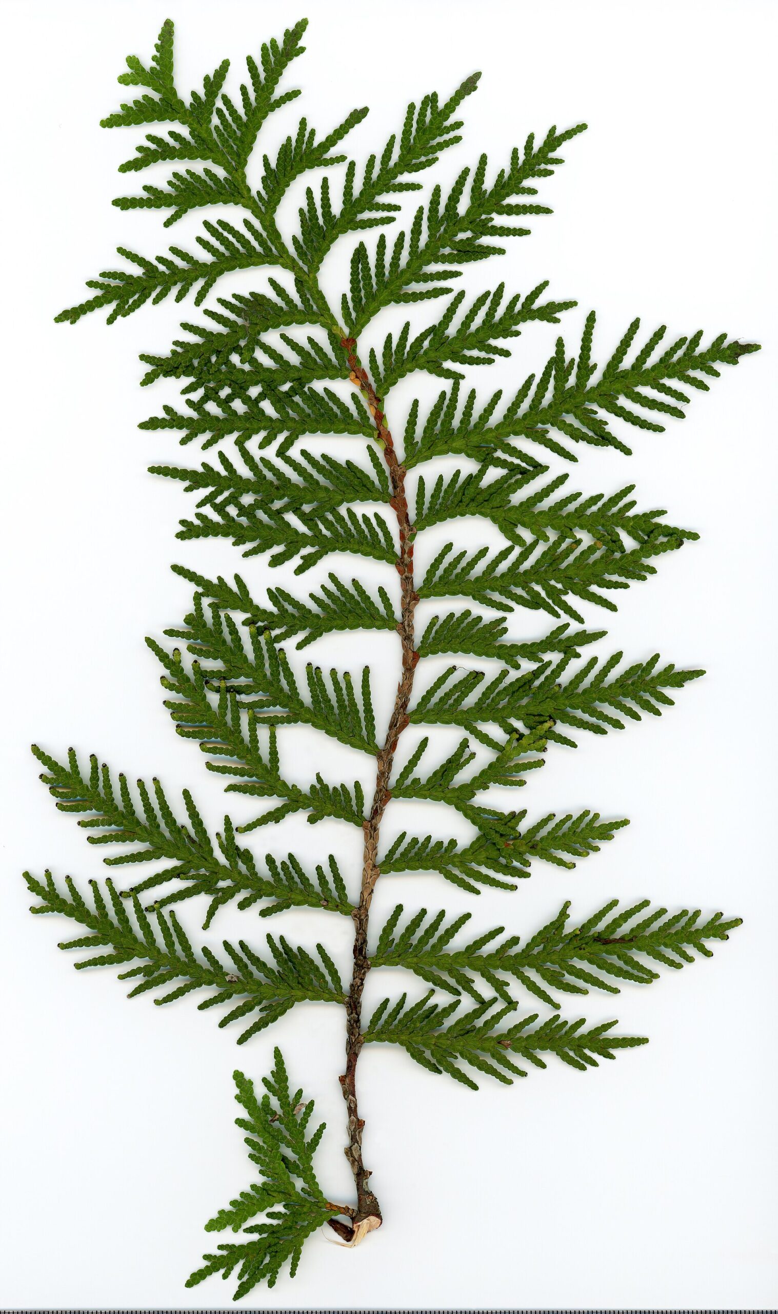 Thuja. Foliage adaxial side. Herbarium of the city Elektrostal Moscow Oblast, 2020 year. Created by scanography. Collection D.Makeev. Scale 1 unit = 1 mm. These are original colors. Please do not make edit.