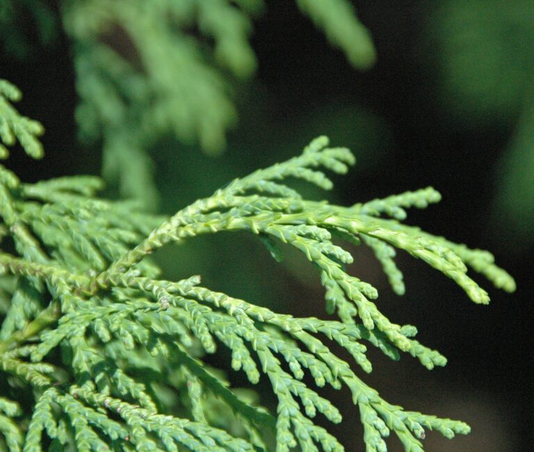 Thuja standishii (Gordon, 1862) - Japanese arborvitae (Dawes Arboretum collection, Heath, Ohio, USA) The Japanese arborvitae, Thuja standishii, is a gymnosperm - it is a type of cypress. This species is native to parts of Japan Classification: Plantae, Pinophyta, Cupressales, Cupressaceae Info. at: en.wikipedia.org/wiki/Thuja_standishii
